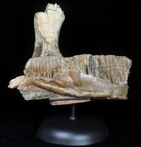 Hadrosaur Jaw Section With Three Teeth - Judith River Formation #50791